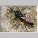 Tachysphex pompiliformis - Grabwespe m01f 6mm OS-Wallenhorst-Tongrube-Lehmwiese - det.jpg